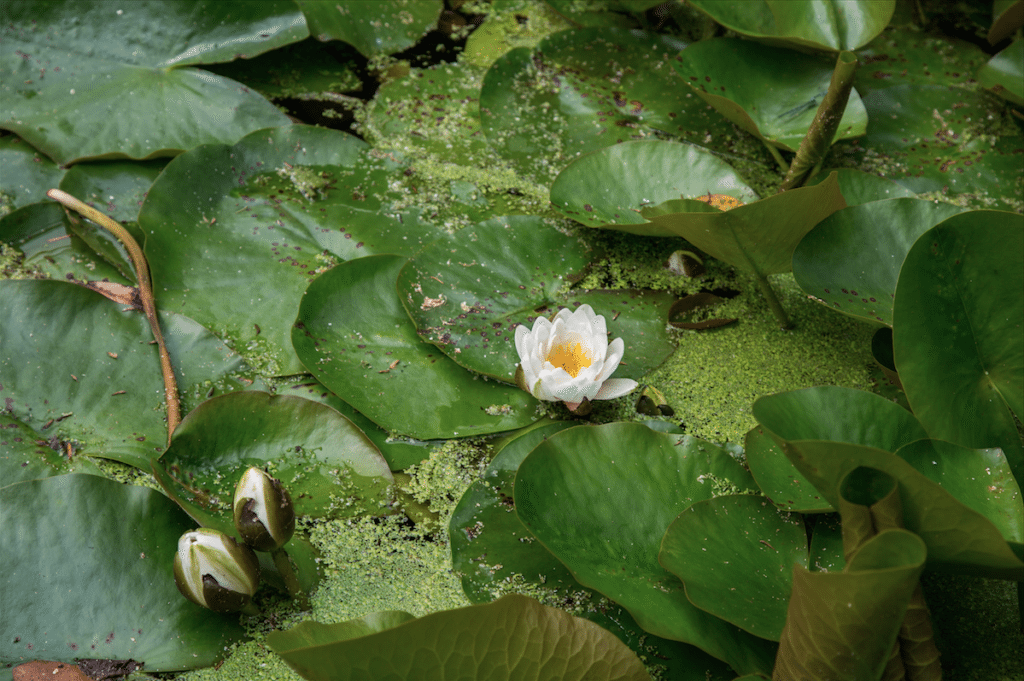 Eel Pie Island and York House Gardens by Stephanie Sadler, Little Observationist