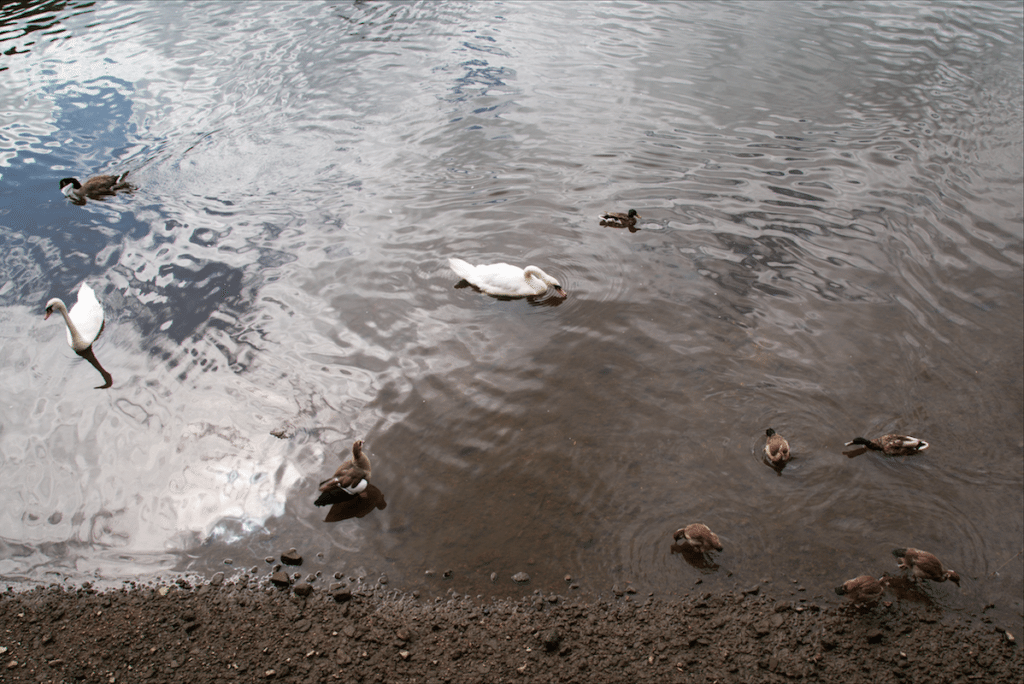 Eel Pie Island and York House Gardens by Stephanie Sadler, Little Observationist