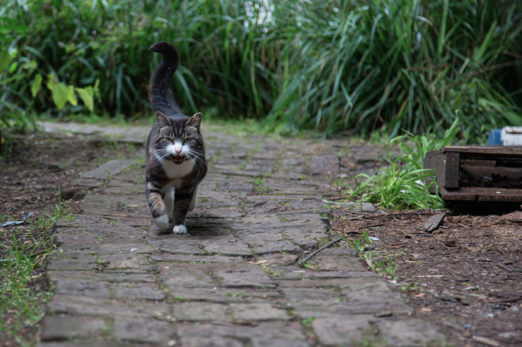 Eel Pie Island and York House Gardens by Stephanie Sadler, Little Observationist