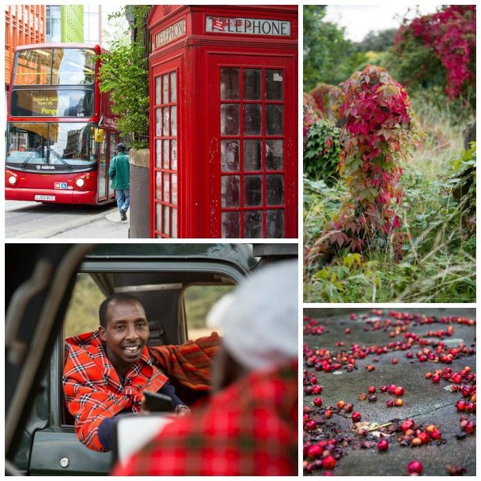 Red Photography by Stephanie Sadler, Little Observationist