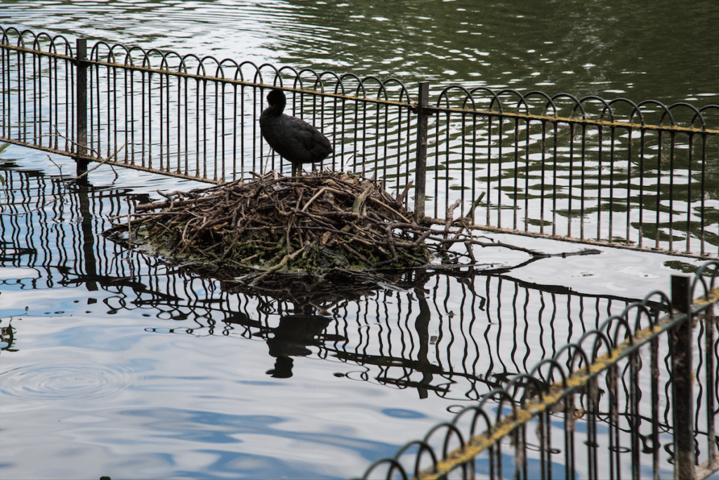 Battersea Park and Imperial Wharf by Stephanie Sadler, Little Observationist