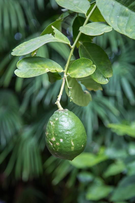 Buffalo Botanical Gardens by Stephanie Sadler, Little Observationist