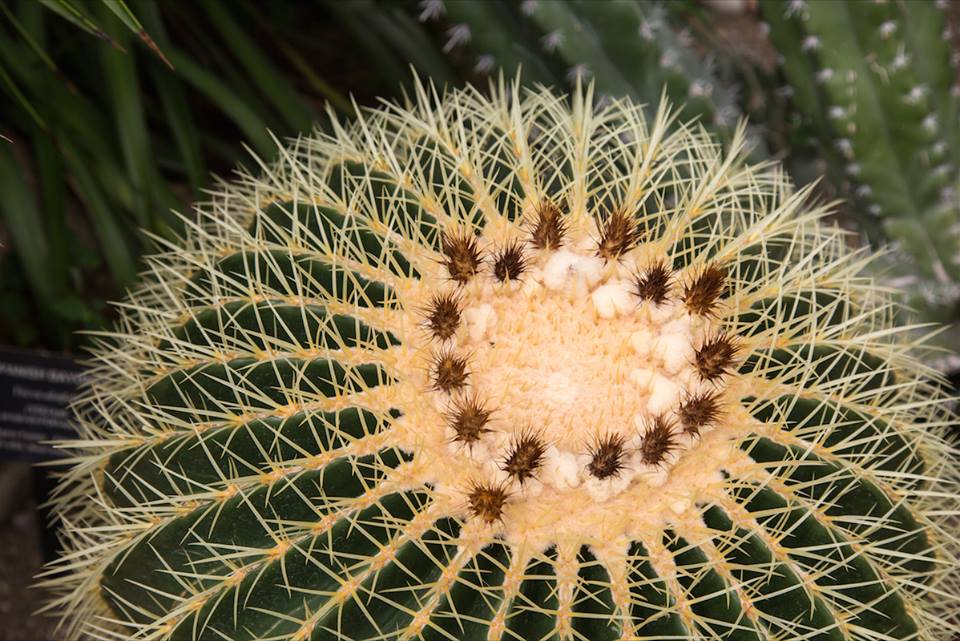 Buffalo Botanical Gardens by Stephanie Sadler, Little Observationist