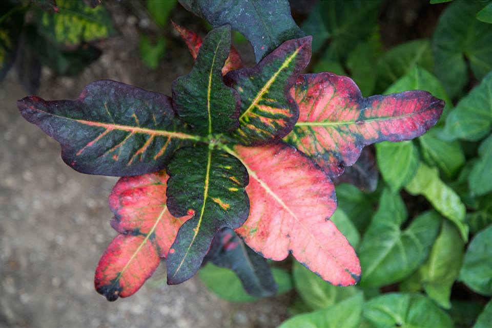 Buffalo Botanical Gardens by Stephanie Sadler, Little Observationist