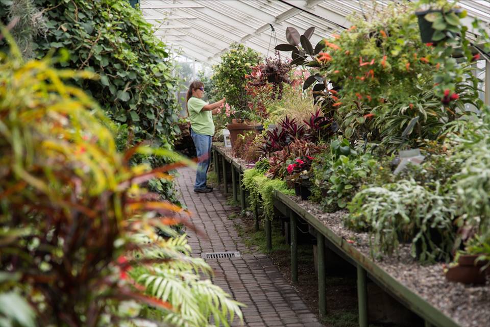 Buffalo Botanical Gardens by Stephanie Sadler, Little Observationist