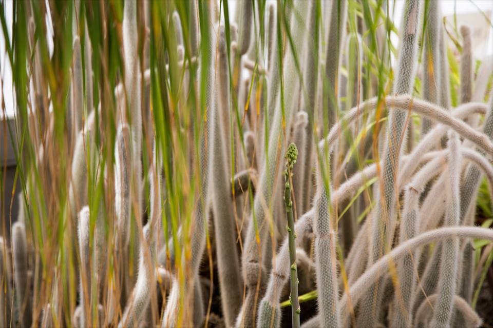 Buffalo Botanical Gardens by Stephanie Sadler, Little Observationist