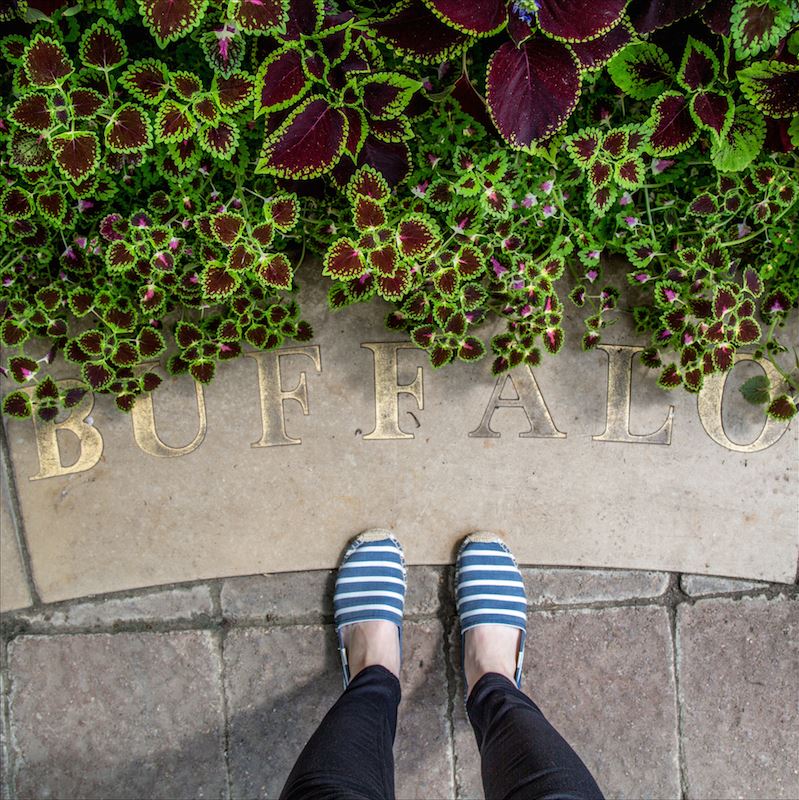 Buffalo Botanical Gardens by Stephanie Sadler, Little Observationist