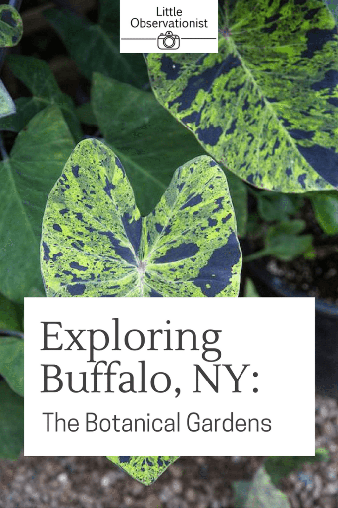 Buffalo Botanical Gardens by Stephanie Sadler, Little Observationist