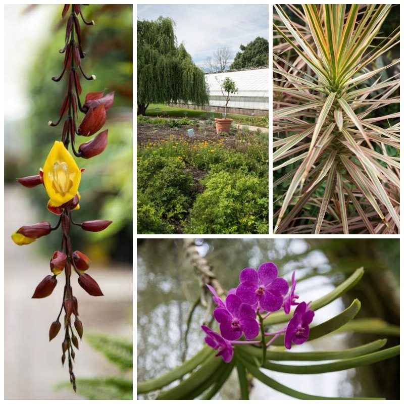 Buffalo Botanical Gardens by Stephanie Sadler, Little Observationist