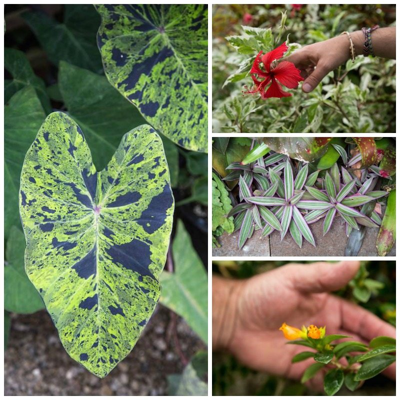 Buffalo Botanical Gardens by Stephanie Sadler, Little Observationist