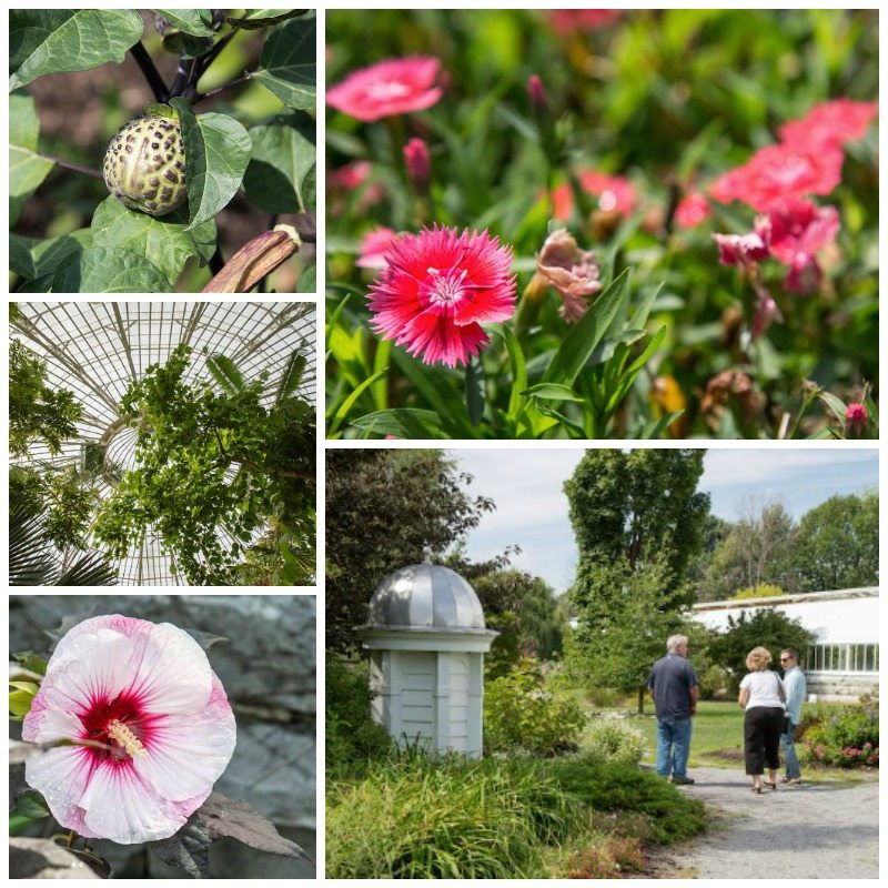 Buffalo Botanical Gardens by Stephanie Sadler, Little Observationist