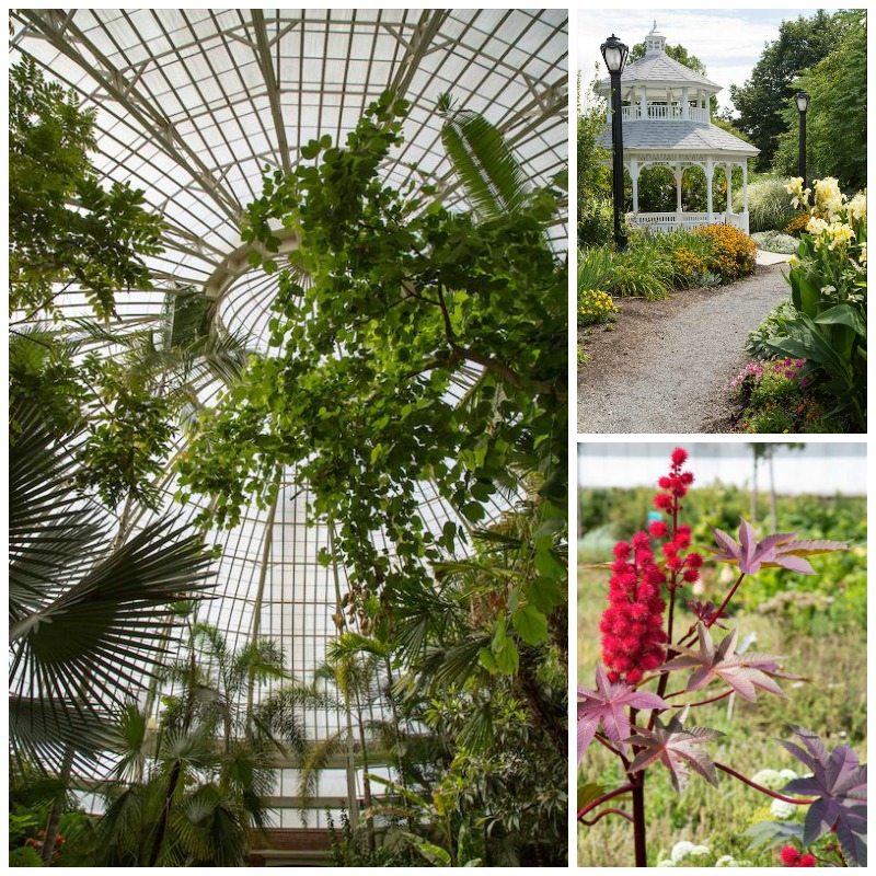 Buffalo Botanical Gardens by Stephanie Sadler, Little Observationist