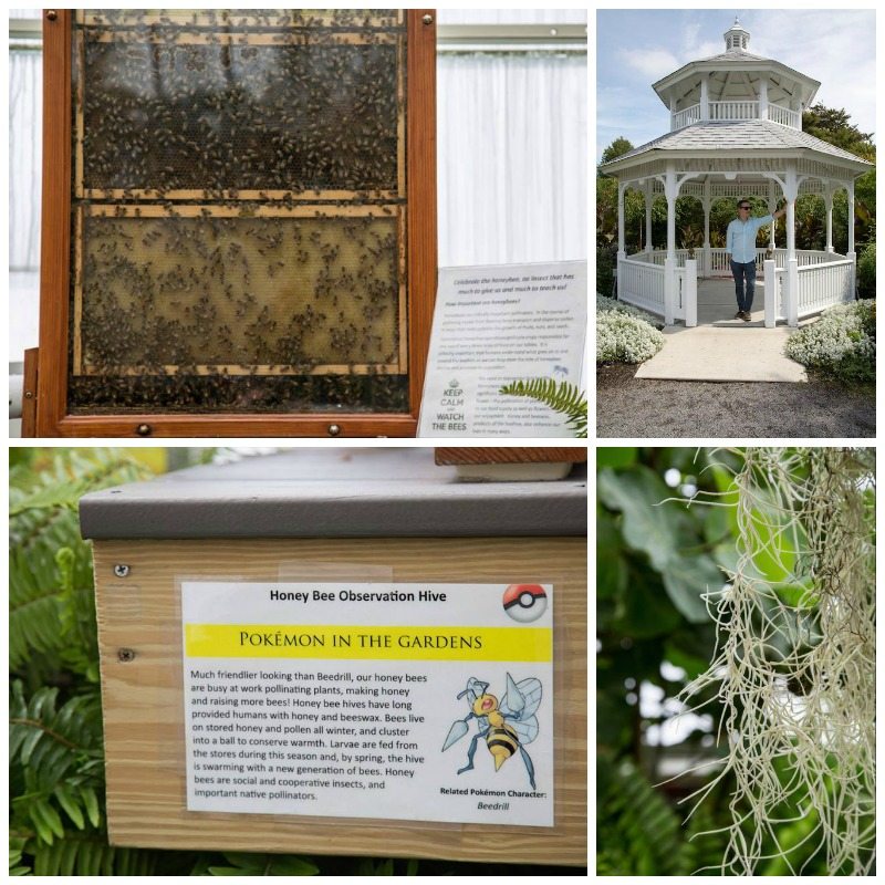 Buffalo Botanical Gardens by Stephanie Sadler, Little Observationist