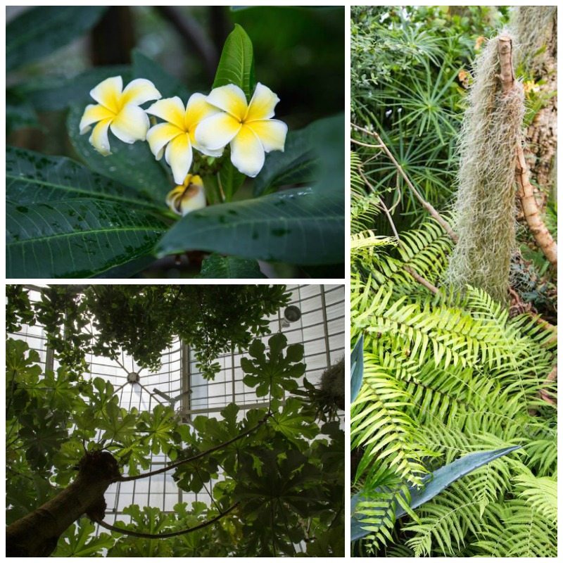 Buffalo Botanical Gardens by Stephanie Sadler, Little Observationist