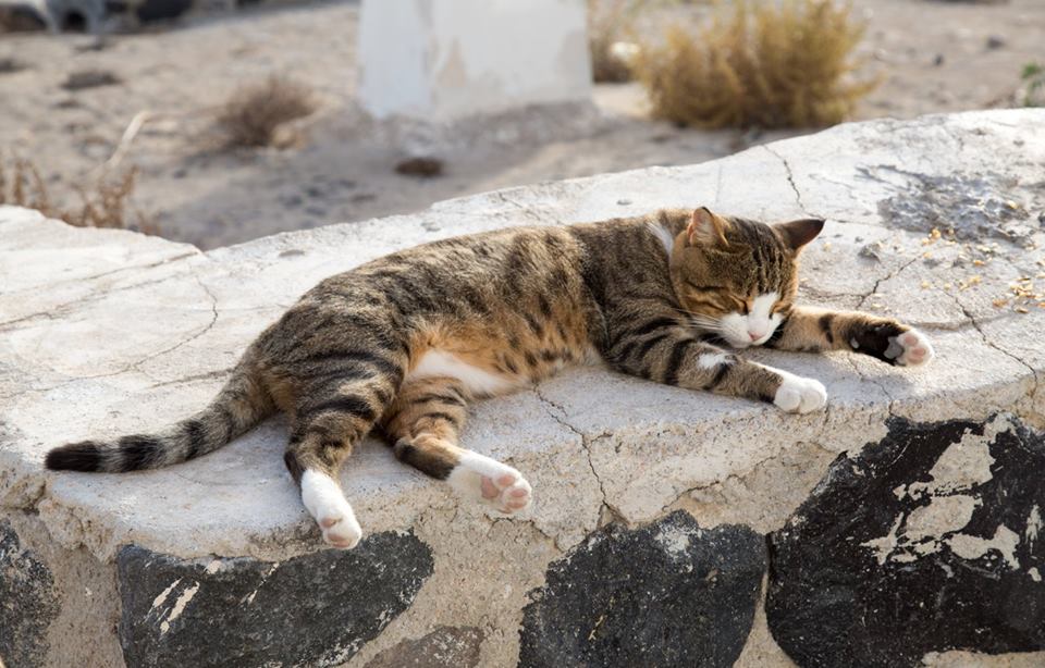 Exploring Greece - Oia Santorini by Stephanie Sadler, Little Observationist