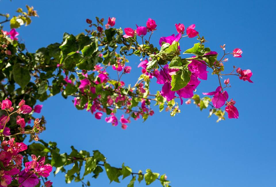 Exploring Greece - Oia Santorini by Stephanie Sadler, Little Observationist