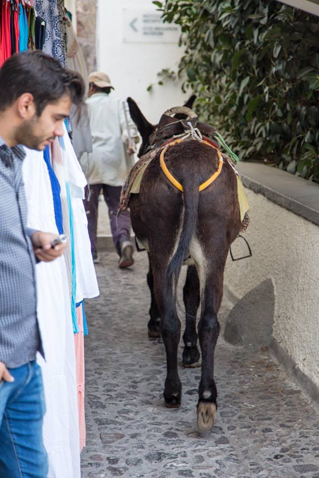 Fira, Santorini, Greece by Stephanie Sadler, Little Observationist