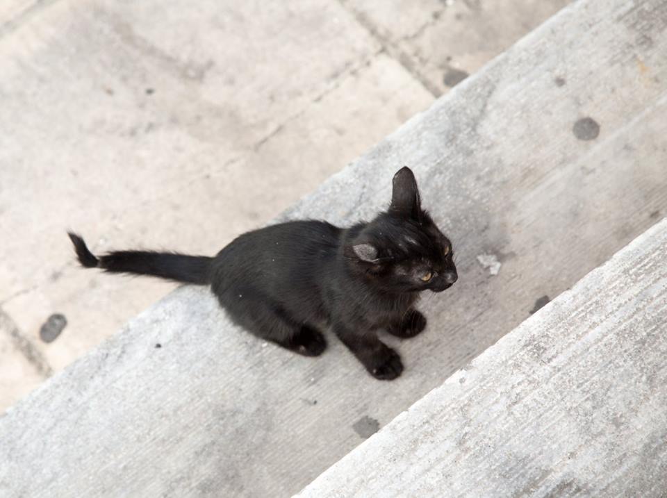 Fira, Santorini, Greece by Stephanie Sadler, Little Observationist