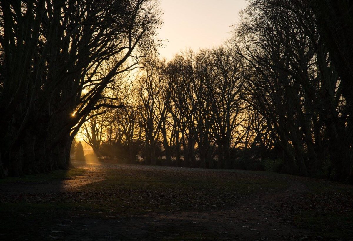 A London Winter Sunrise in Bishops Park by Stephanie Sadler, Little Observationist