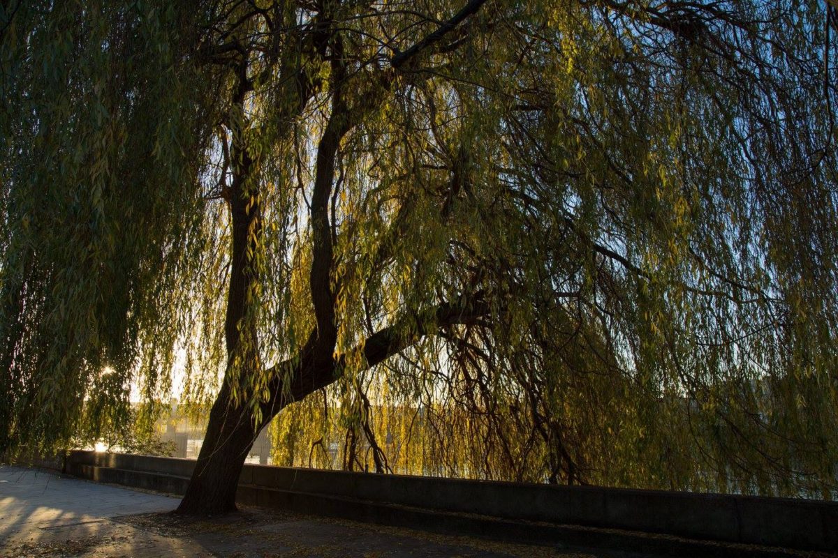 A London Winter Sunrise in Bishops Park by Stephanie Sadler, Little Observationist