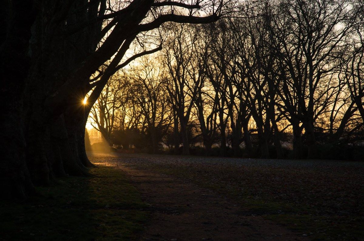 A London Winter Sunrise in Bishops Park by Stephanie Sadler, Little Observationist