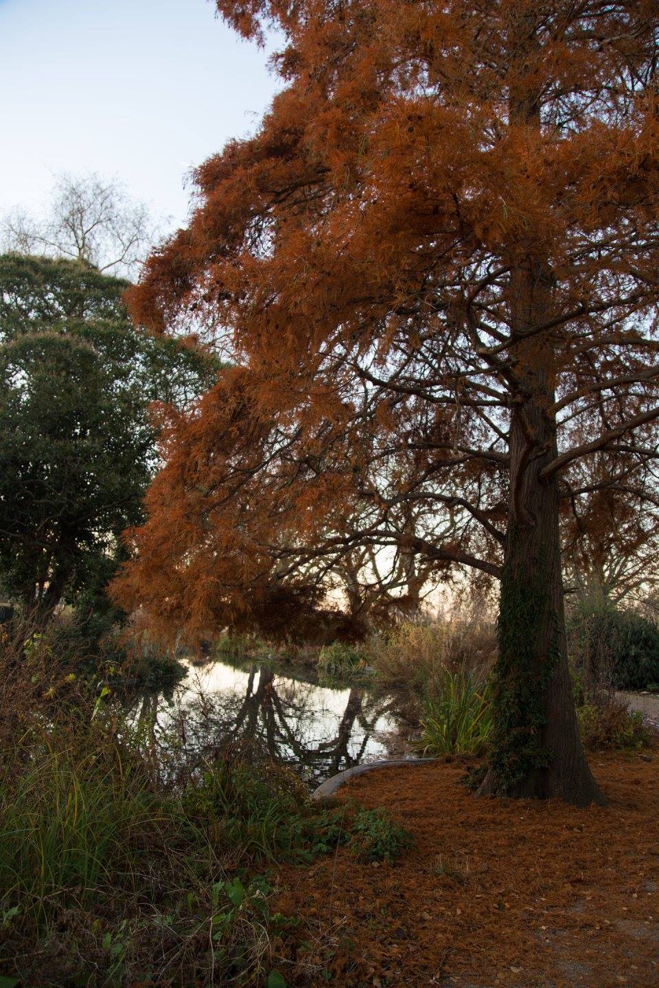 A London Winter Sunrise in Bishops Park by Stephanie Sadler, Little Observationist