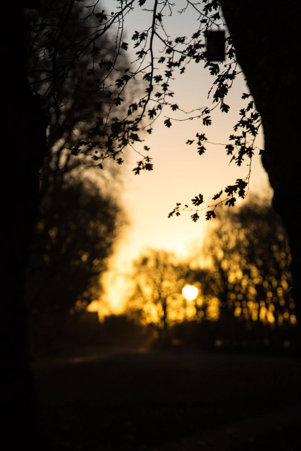 A London Winter Sunrise in Bishops Park by Stephanie Sadler, Little Observationist