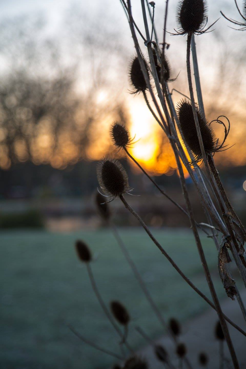 A London Winter Sunrise in Bishops Park by Stephanie Sadler, Little Observationist