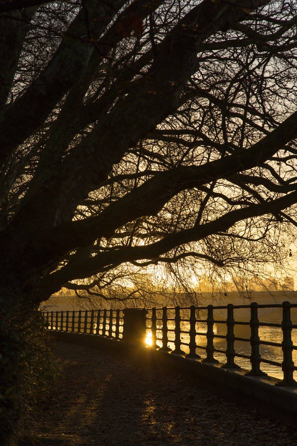 A London Winter Sunrise in Bishops Park by Stephanie Sadler, Little Observationist