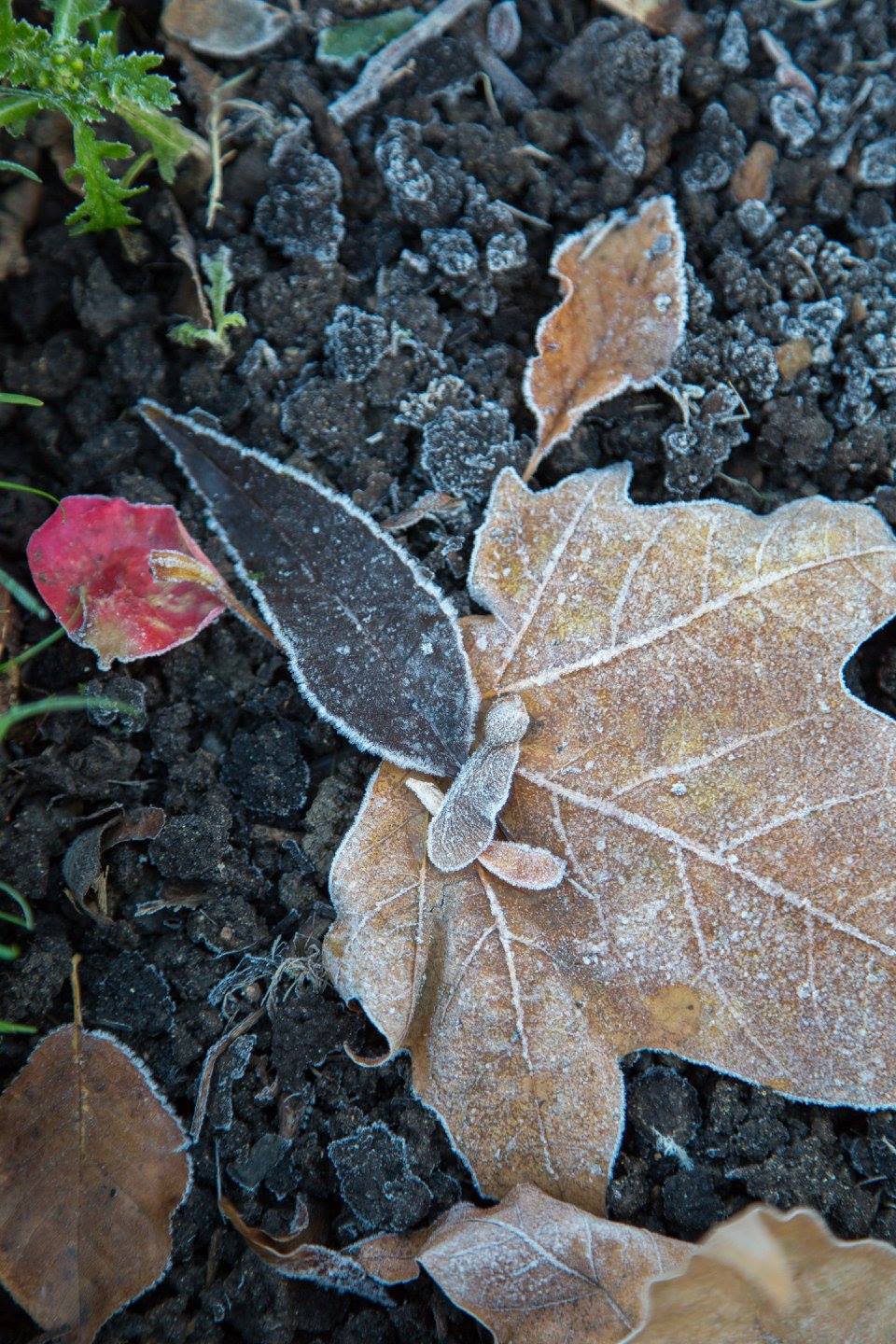 A London Winter Sunrise in Bishops Park by Stephanie Sadler, Little Observationist