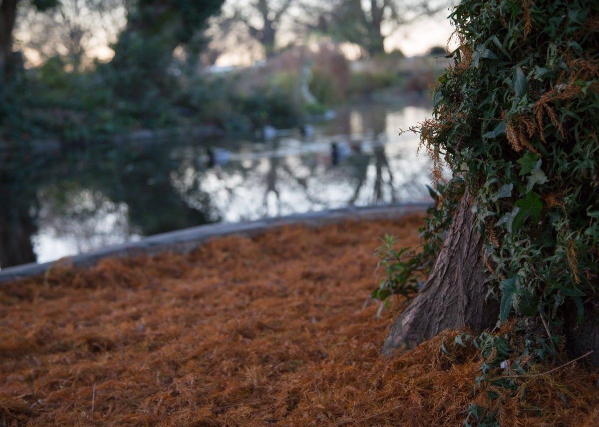 A London Winter Sunrise in Bishops Park by Stephanie Sadler, Little Observationist