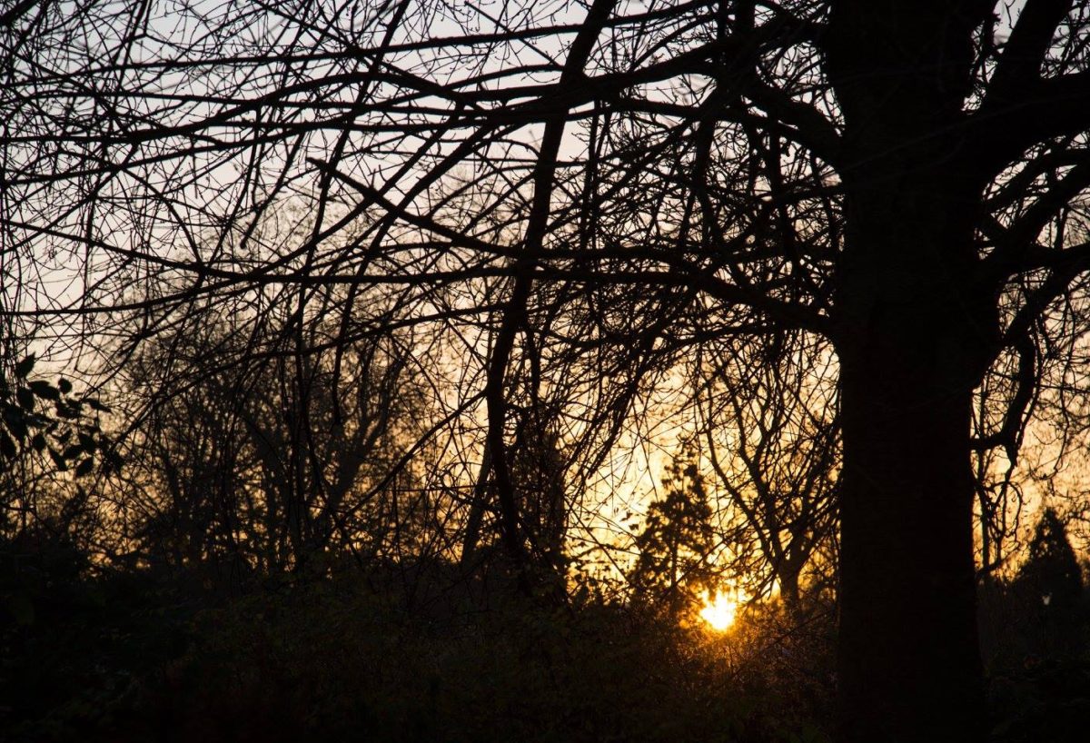 A London Winter Sunrise in Bishops Park by Stephanie Sadler, Little Observationist