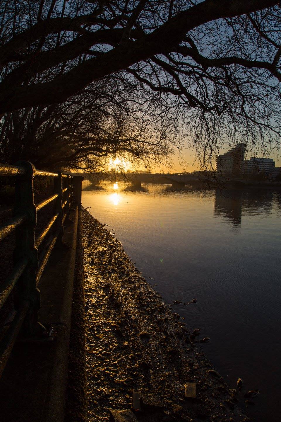 A London Winter Sunrise in Bishops Park by Stephanie Sadler, Little Observationist