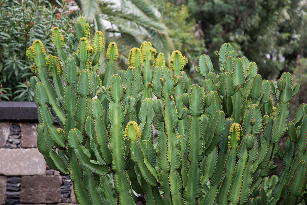 North of Tenerife by Stephanie Sadler, Little Observationist