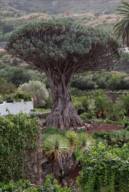 North of Tenerife by Stephanie Sadler, Little Observationist