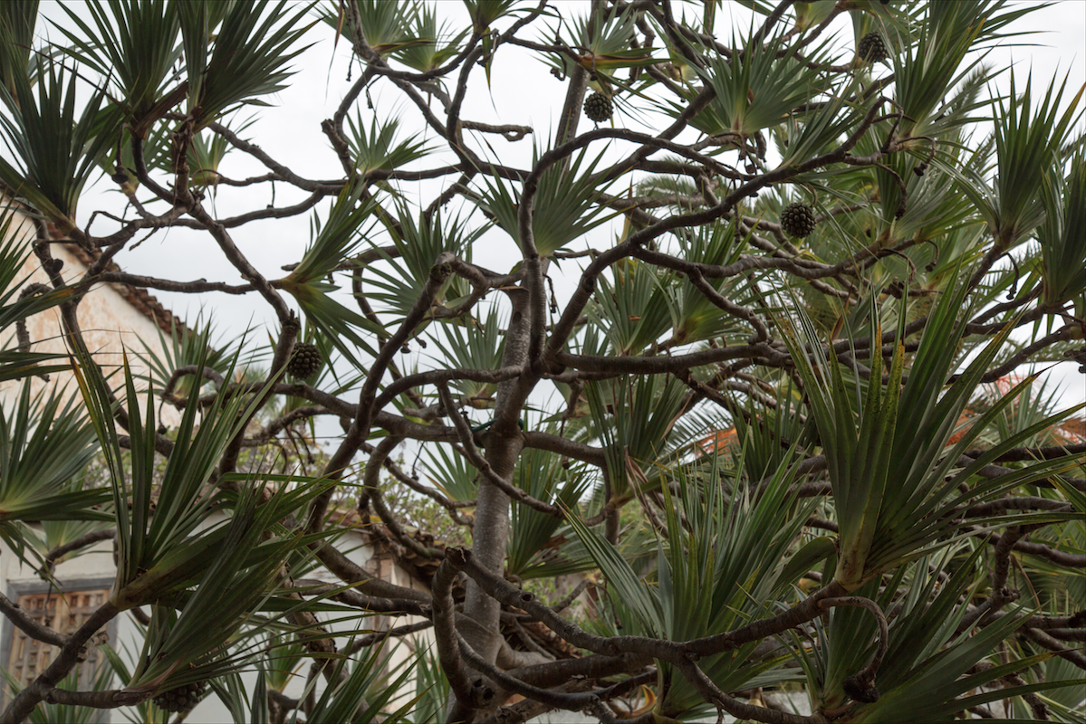 North of Tenerife by Stephanie Sadler, Little Observationist