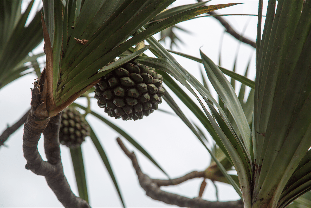 North of Tenerife by Stephanie Sadler, Little Observationist