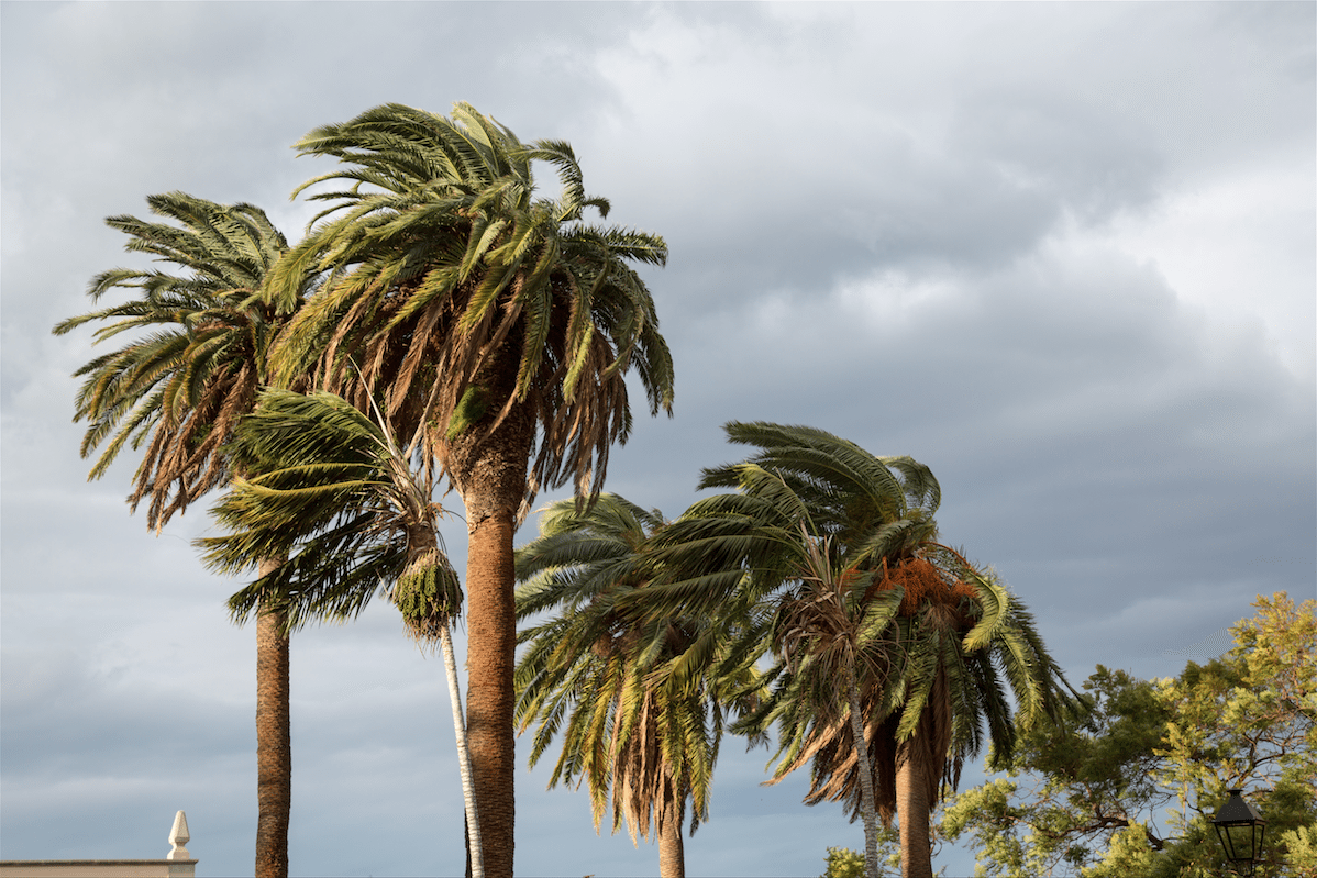 North of Tenerife by Stephanie Sadler, Little Observationist