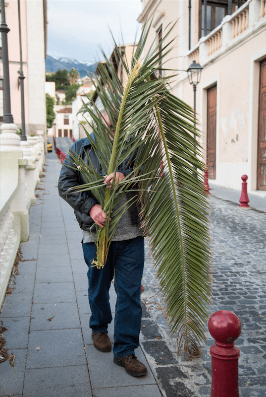 North of Tenerife by Stephanie Sadler, Little Observationist