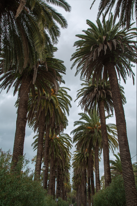 North of Tenerife by Stephanie Sadler, Little Observationist