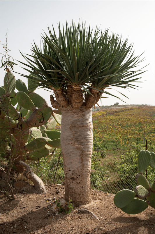 Exploring Tenerife by Stephanie Sadler, Little Observationist