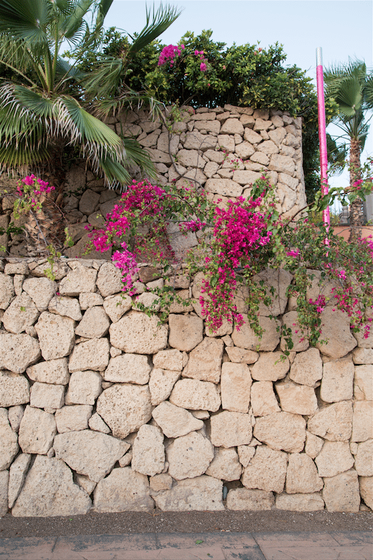 Exploring Tenerife by Stephanie Sadler, Little Observationist