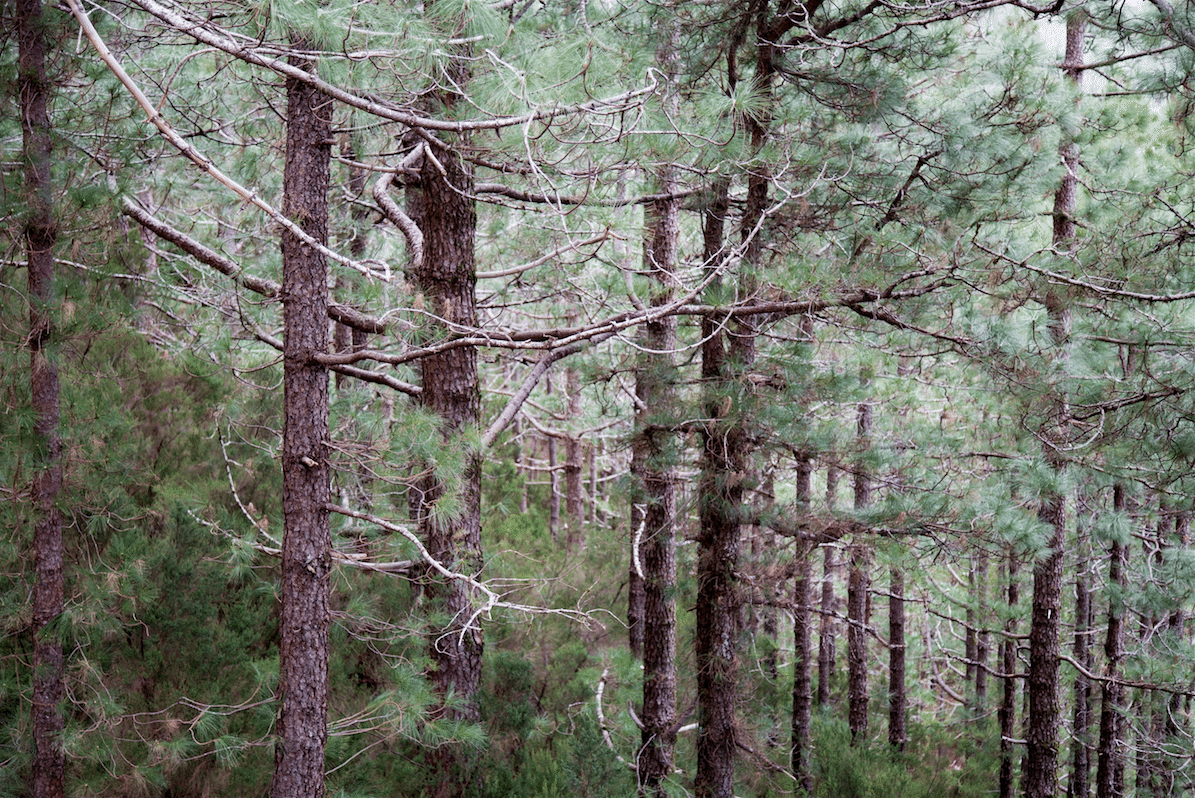 Exploring Tenerife by Stephanie Sadler, Little Observationist