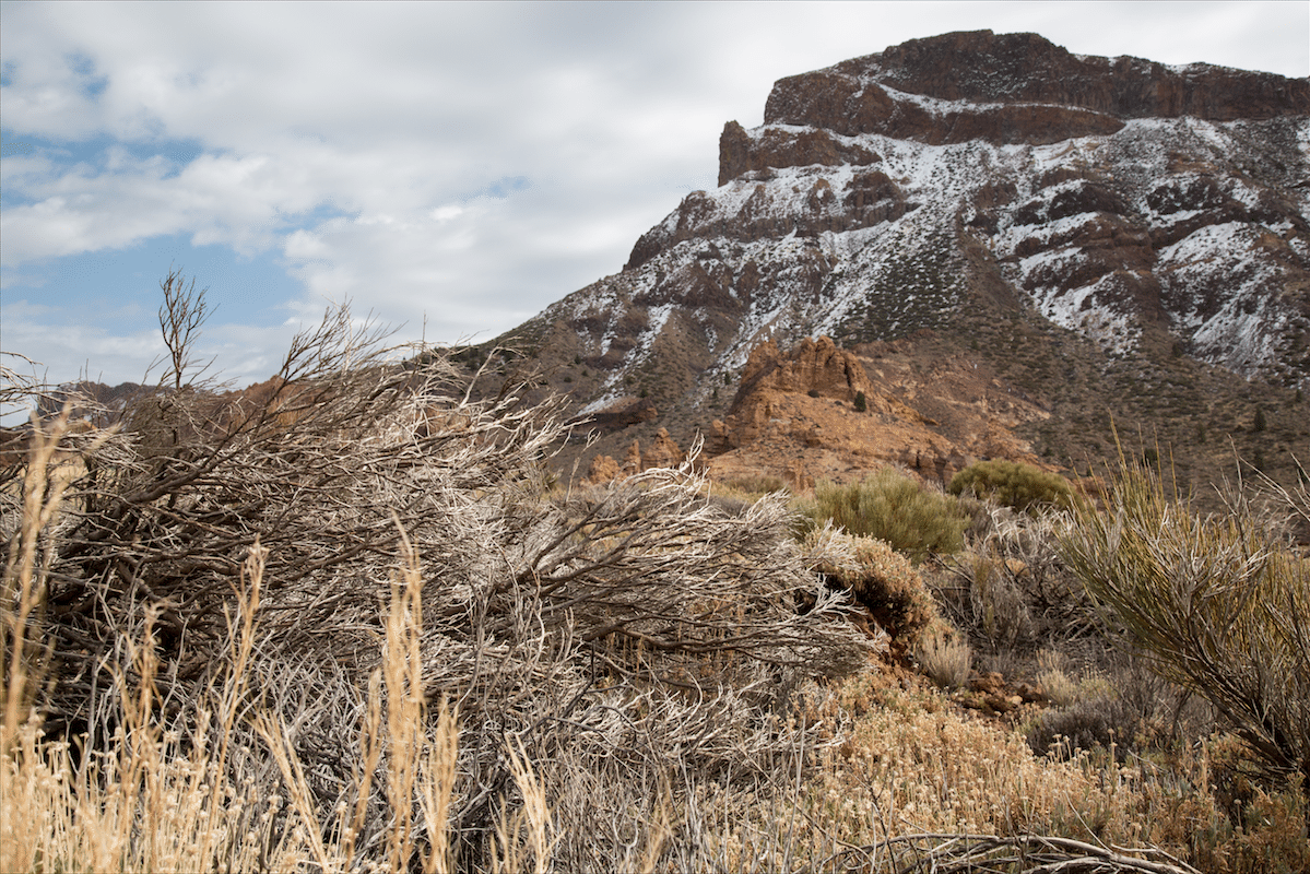 Exploring Tenerife by Stephanie Sadler, Little Observationist