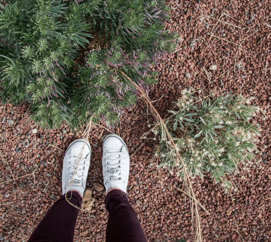 Exploring Tenerife by Stephanie Sadler, Little Observationist